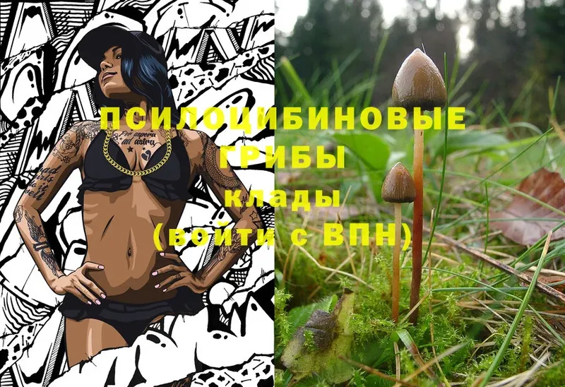 закладка  Усть-Джегута  Галлюциногенные грибы MAGIC MUSHROOMS 